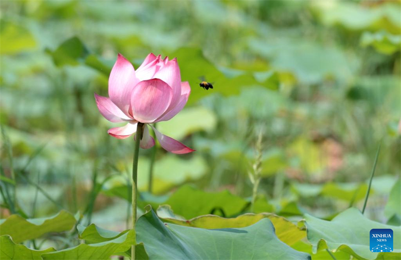 Μ?λισσα αιωρε?ται γ?ρω απ? ?ναν ?νθο? νο?φαρου (Lotus flowers) σε μια λ?μνη στην π?λη Σιτζιαζου?νγκ τη? επαρχ?α? Χεμπ??, στι? 4 Αυγο?στου. (Φωτογραφ?α / Xinhua)